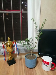 油橄榄树盆栽 ins北欧风地中海高级灰书桌阳台室内绿植耐晒植物