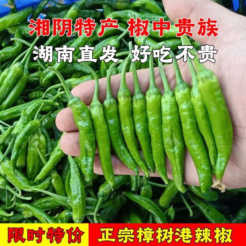 精选农家正宗樟树樟树小辣椒品种虎皮小辣椒现摘新鲜薄皮青椒微辣