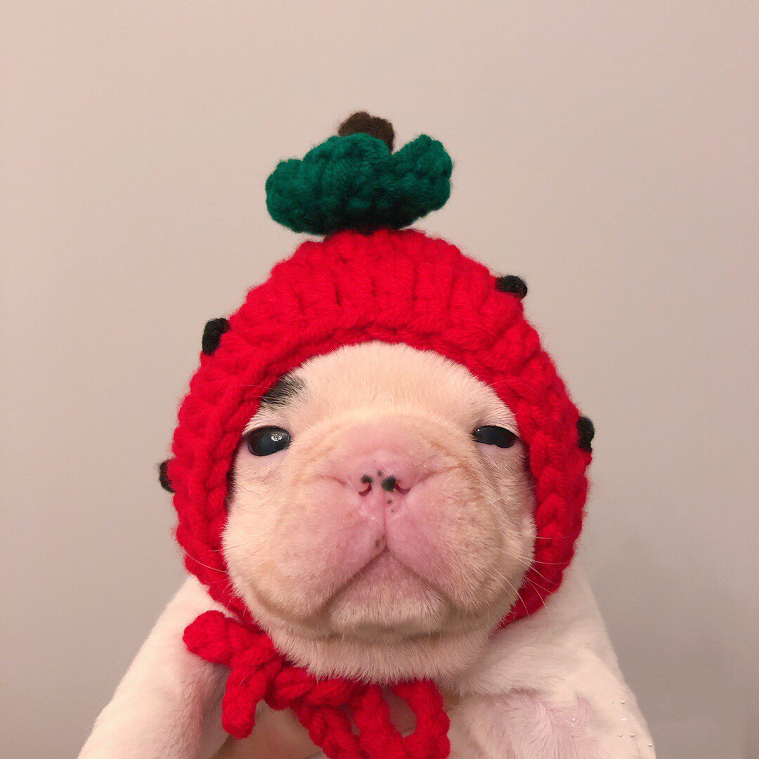 小唯家宠物猫咪草莓狗狗大型犬