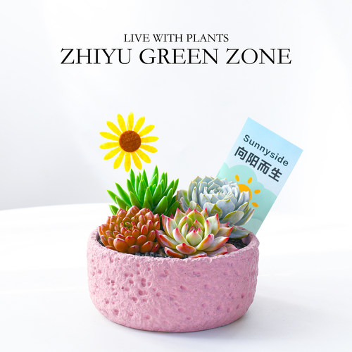 多肉组合盆栽办公室内懒人花卉