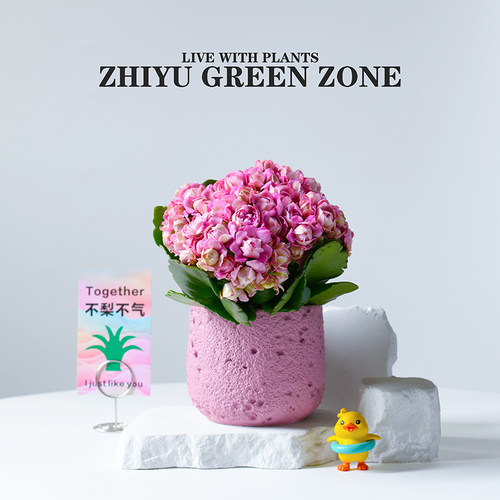 粉回忆多肉植物粉色肉肉长寿花卉