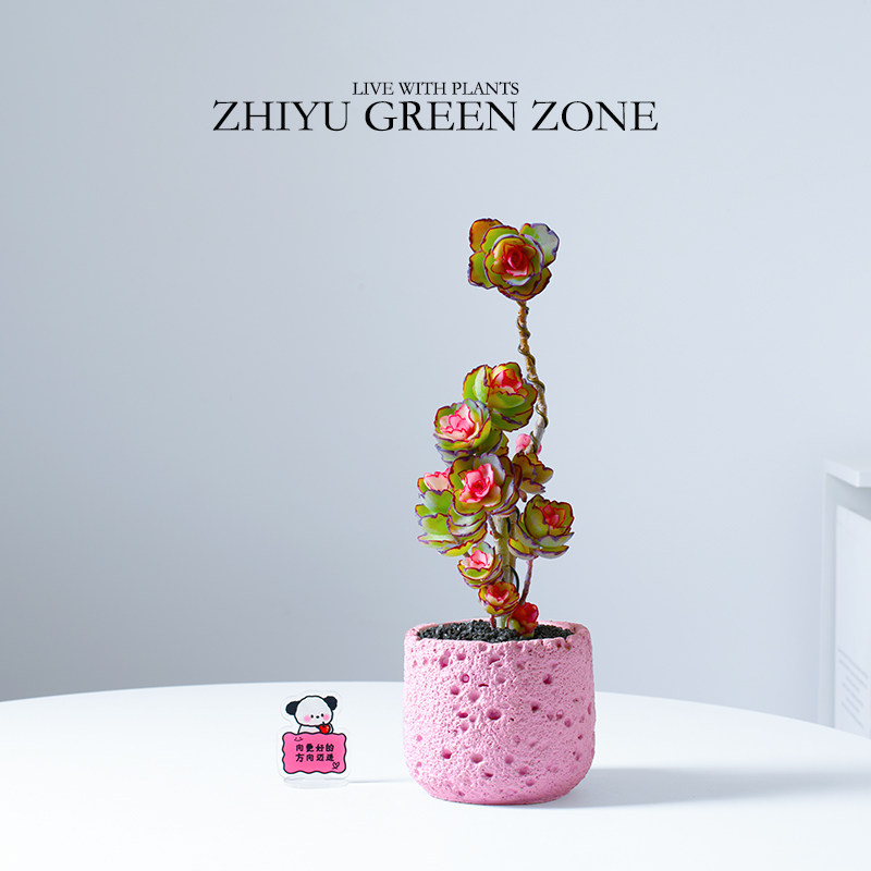 锦绣牡丹老桩多肉植物室内桌面阳台好养新手绿植室内花卉盆栽礼物