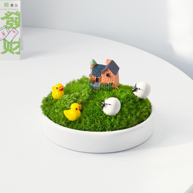 我的私家草坪好养活摆件创意盆栽
