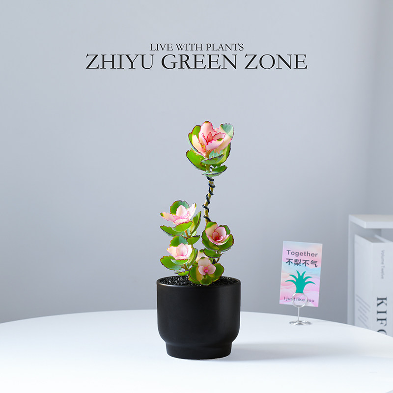 锦绣牡丹多肉盆栽室内桌面绿植阳台新手好养北欧解压懒人花卉礼物,鲜花速递/花卉仿真/绿植园艺,绿植,淘宝优惠券,粉丝福利购,淘宝优惠卷