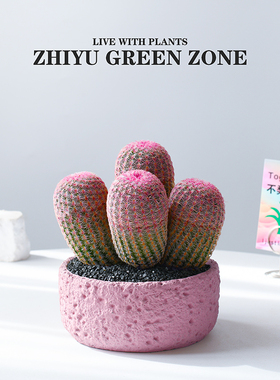 红太阳仙人球多肉植物群生多头盆栽办公室内桌面新手绿植解压礼物