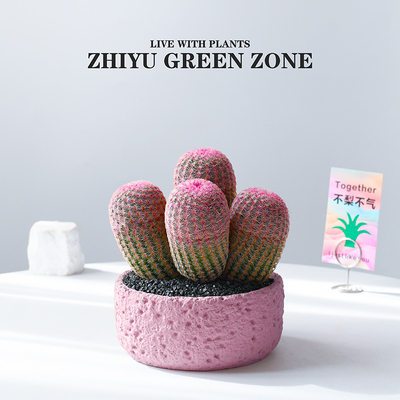 红太阳仙人球多肉植物新手好养