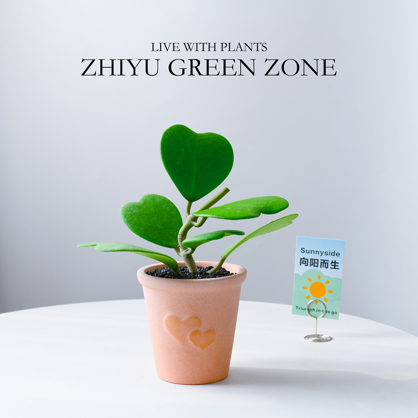 心形叶绿植盆栽办公室内桌面心叶球兰多肉植物阳台客厅幼儿园花卉