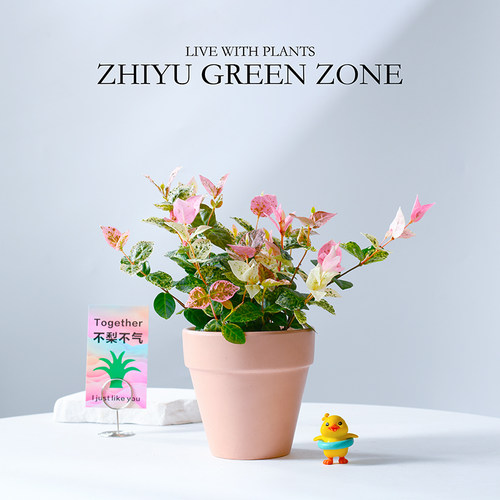 五彩花叶络石盆栽情绪解压礼物