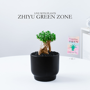 姬红小松盆栽办公室内桌面微景观懒人绿植好养植物解压治愈系礼物