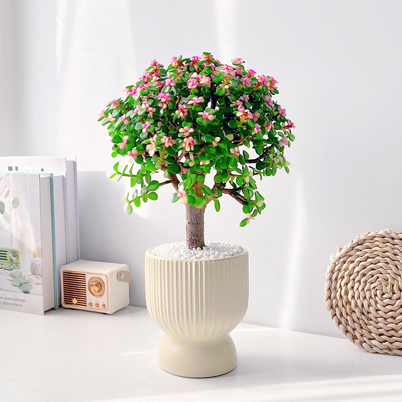 棒棒糖金枝玉叶室内净化空气多肉