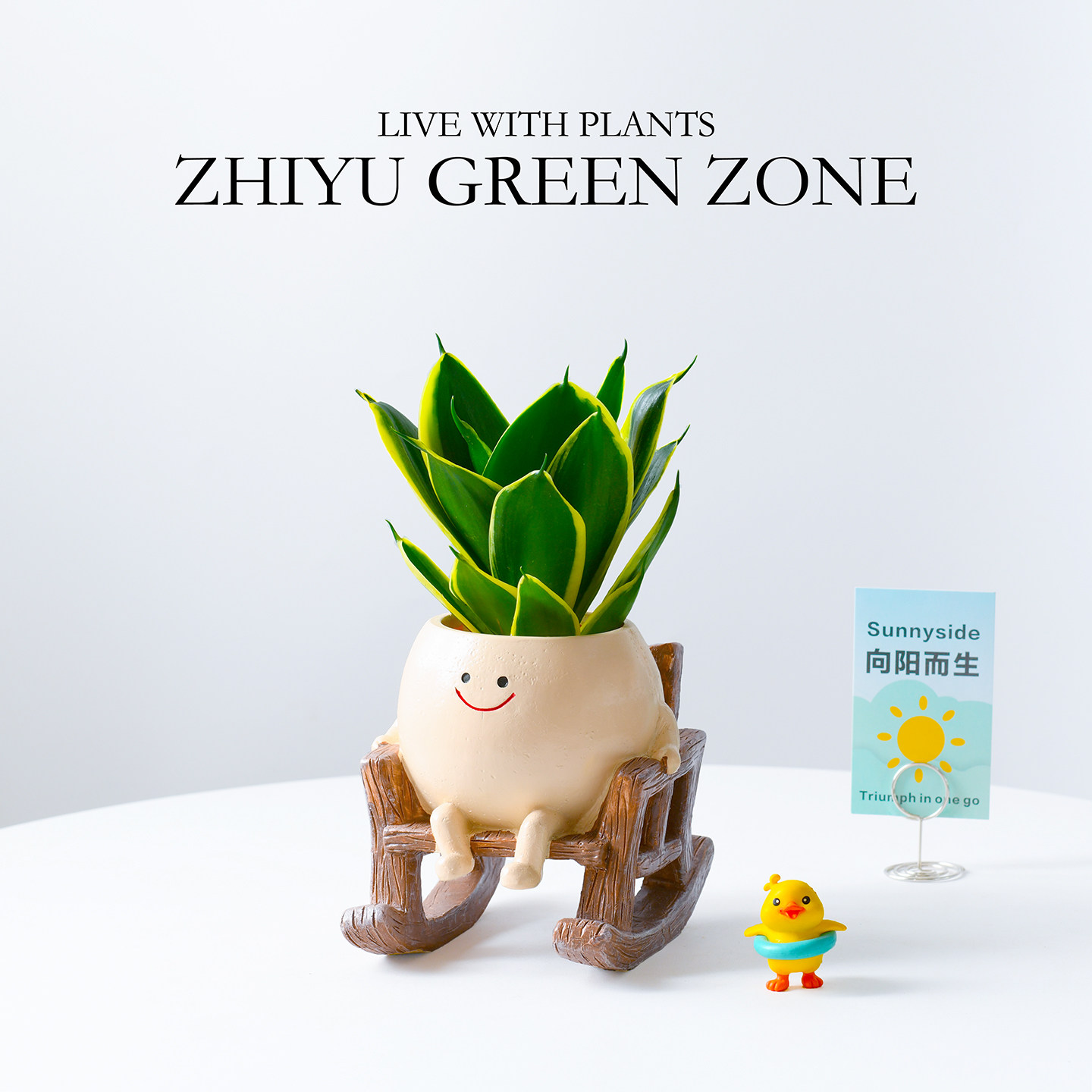 多肉植物荷花兰办公室内工位绿植虎皮兰盆栽好养解压花卉桌摆礼物