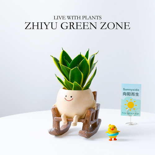 多肉植物虎皮兰办公室内工位盆栽