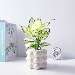 白如意室内绿植净化空气桌面美观好养招财寓意北欧风解压懒人盆栽