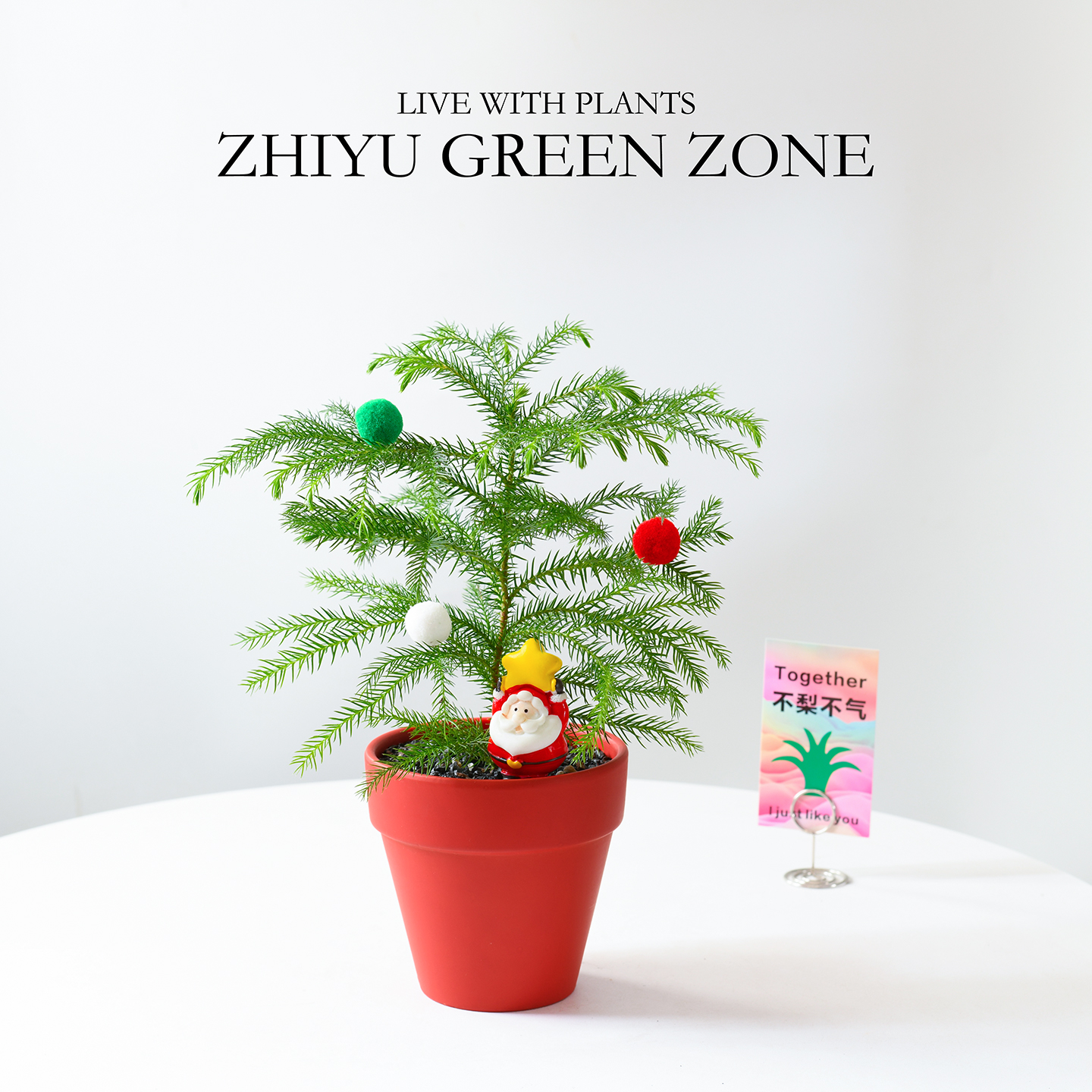 圣诞树南洋杉室内圣诞节伴手礼物