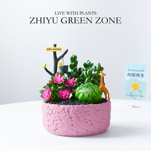 吹雪多肉盆栽雨露组合室内阳台办公桌面新手好养解压治愈花卉礼品