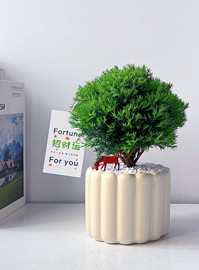 雾松办公室内绿植净化空气桌面好养植物四季常青北欧解压懒人盆栽