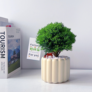 雾松办公室内绿植净化空气桌面好养植物四季常青北欧解压懒人盆栽