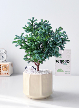 蓝湖柏室内绿植净化空气桌面美观好养北欧蓝色针叶系雾松盆栽礼物