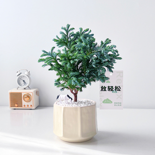 蓝湖柏室内绿植净化空气桌面美观好养北欧蓝色针叶系雾松盆栽礼物
