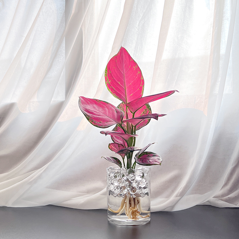 吉利红水培植物办公室内水养绿植