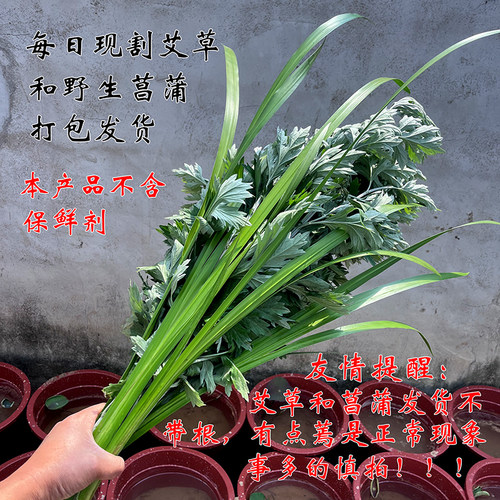 新鲜艾草枝条端午节挂门菖蒲套件