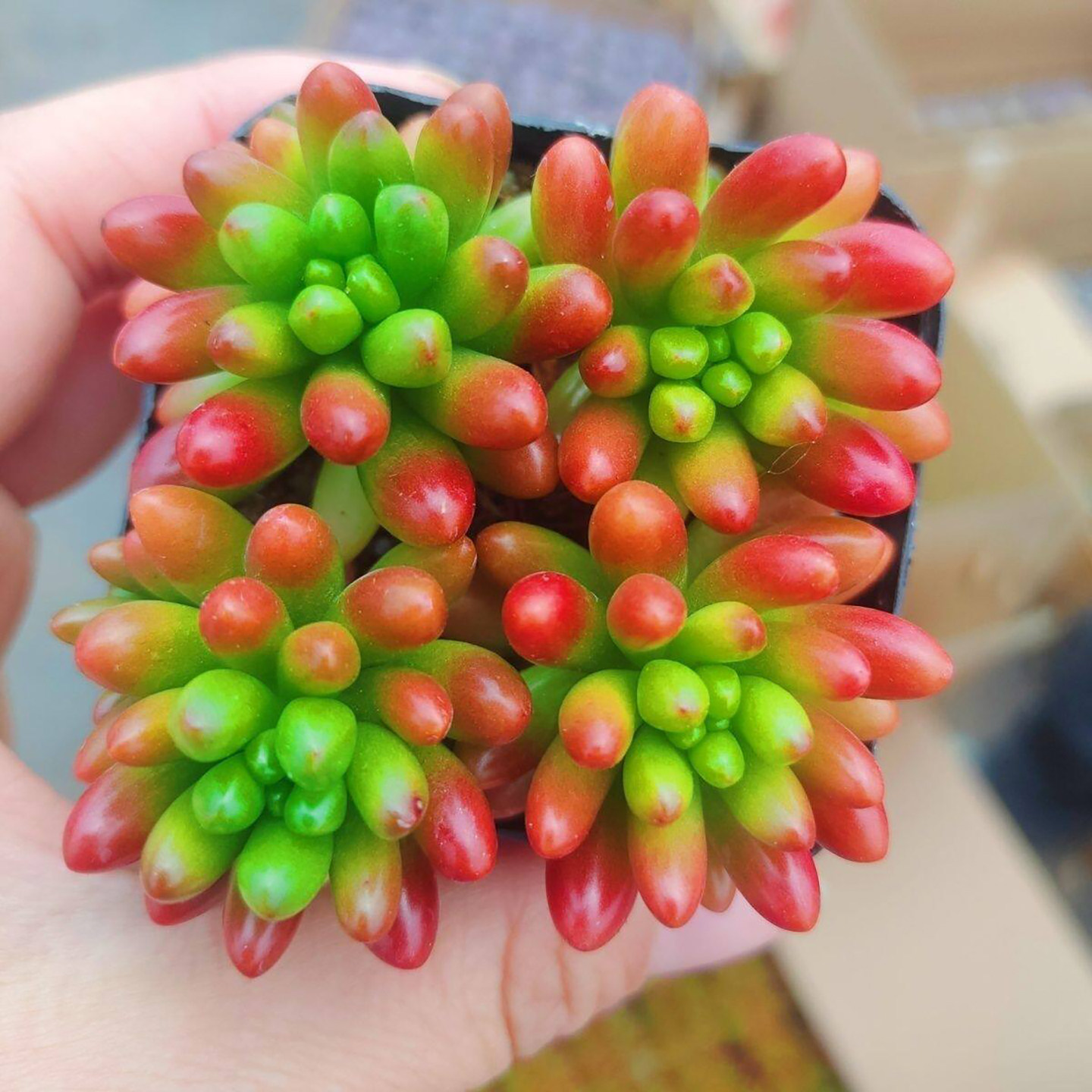 多肉虹之玉 植物批发办公室易活绿植小盆栽红色肉肉 越晒越红可爱