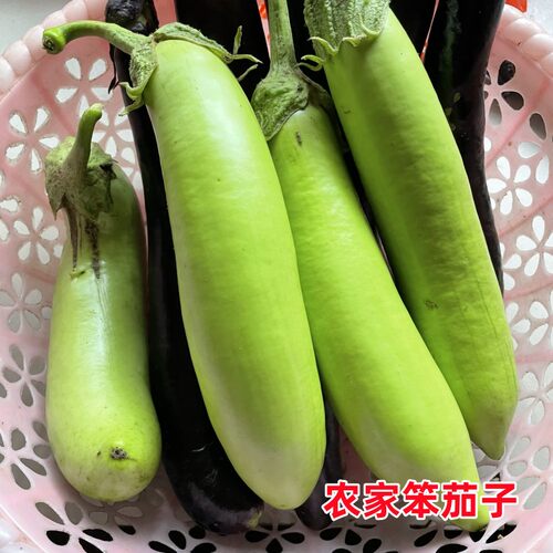 农家现摘笨茄子新鲜蔬菜青茄子