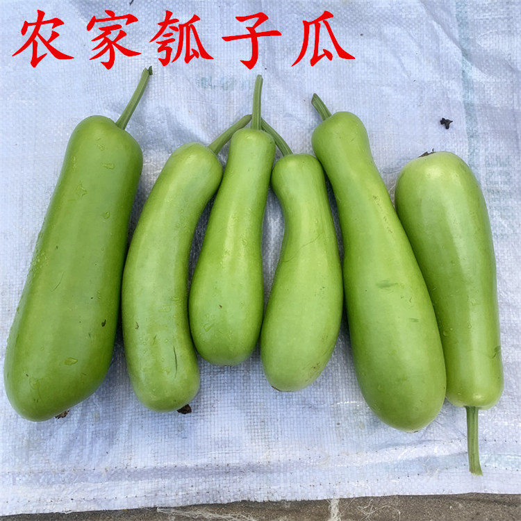 新鲜瓠瓜农家自种胡子嫩瓠子时令蔬菜蒲瓜葫芦瓜瓠子瓜现摘500g