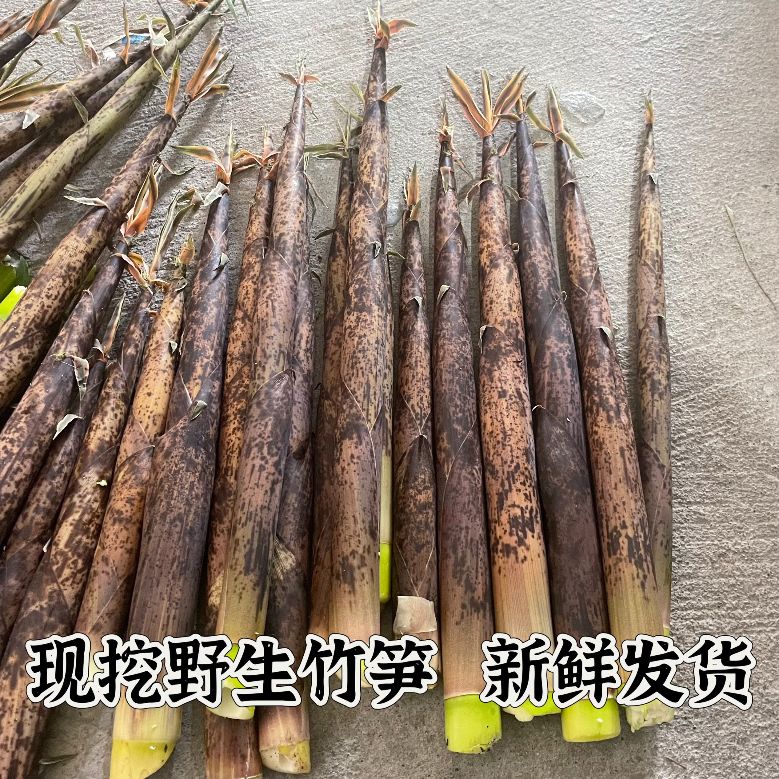 野生竹笋带壳安徽六安现挖圆竹笋子花壳笋新鲜时令蔬菜小竹笋5斤