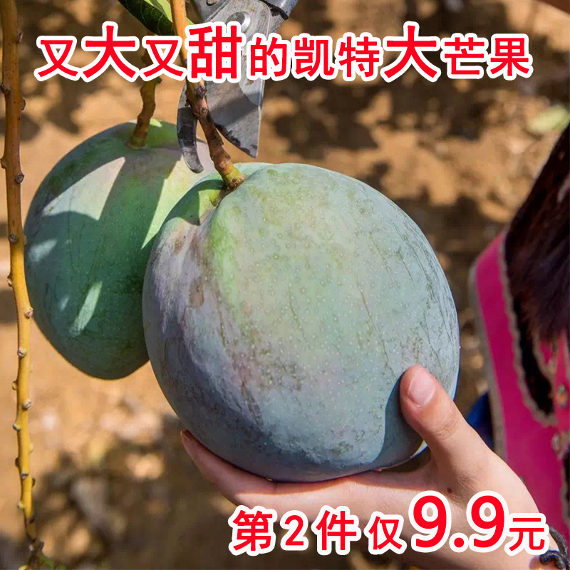 攀枝花凯特大芒果青芒当季新鲜水果整箱批发5斤拍2件带箱10斤包邮