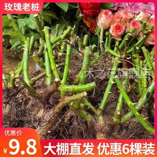 开花月季 花苗室内阳台盆栽大花 云南直发玫瑰花苗老桩老根耐寒四季