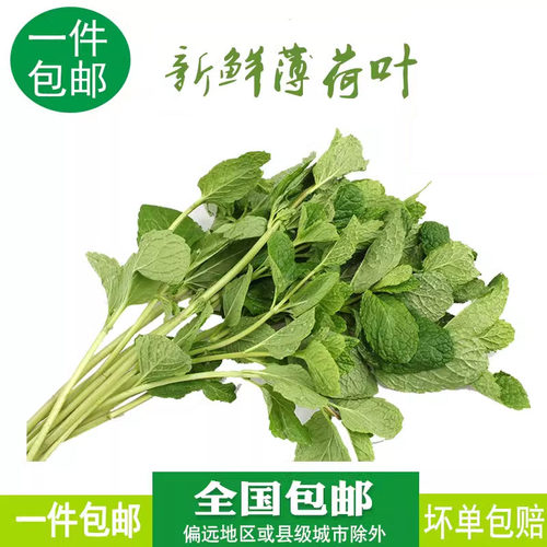 新鲜薄荷叶薄荷叶顺丰包邮