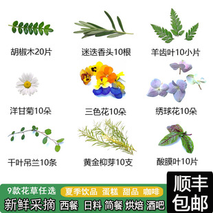 夏季新鲜薄荷尖清香木叶子鸡尾酒饮品烘焙蛋糕摆盘装饰三色堇花草