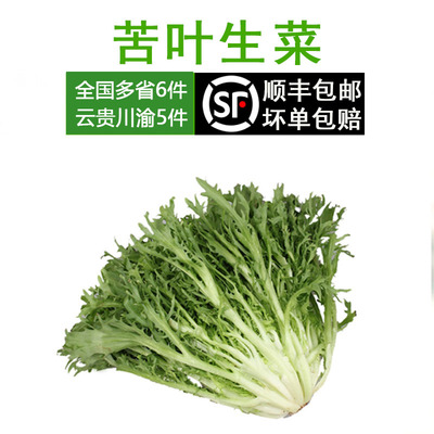 新鲜蔬菜苦叶非黄心九沙拉菜生菜
