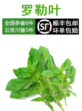 新鲜 罗勒叶 意大利 面香料 非九层塔 金不换 Basil 红骨罗勒叶