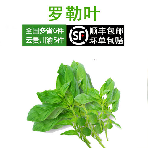 新鲜 罗勒叶 意大利 面香料 非九层塔 金不换 Basil 红骨罗勒叶