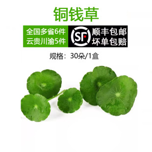 铜钱草新鲜花草旱金莲叶新鲜叶片西餐饭店酒店饭店装饰拍盘30朵