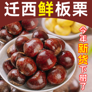 2025迁西生板栗生新鲜燕山油栗野生毛栗子大中粒粟5斤产地直发