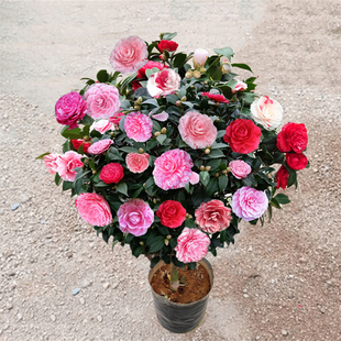 龙岩五色赤丹茶花带花苞一树多色四季长青树苗开花耐寒好养的盆栽