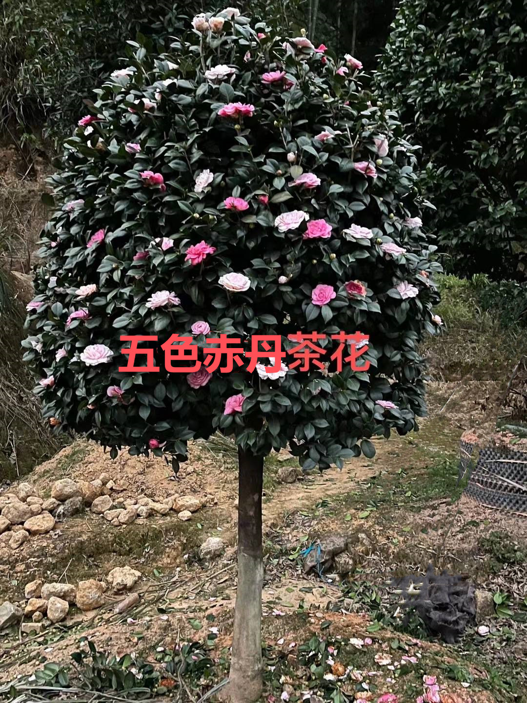 大棵五色赤丹巨型香妃六角大红茶花树苗盆栽粉色浓香别墅室内庭院,鲜花速递/花卉仿真/绿植园艺,时令草本花卉,淘宝优惠券,粉丝福利购,淘宝优惠卷