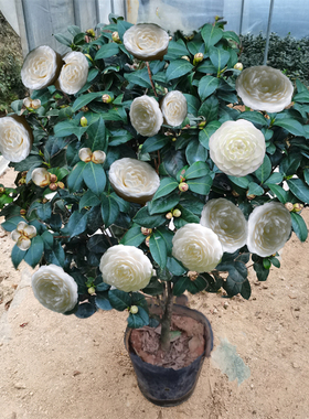 东方亮茶花盆栽水晶纯白色室内外客厅庭院好养的花卉绿植物山树苗
