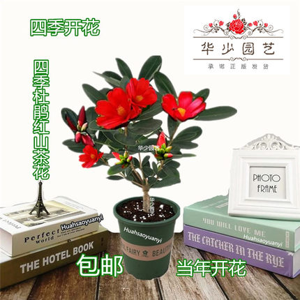 龙岩四季杜鹃红山茶花开花卉嫁接树苗盆栽带花苞巨型耐冬名贵正品
