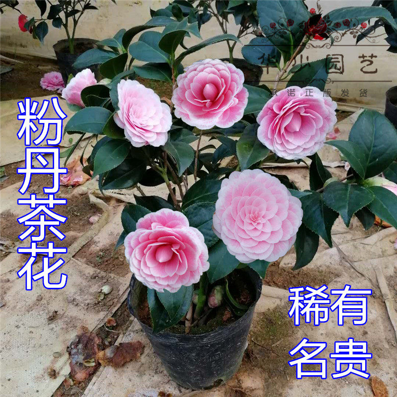 福建粉丹彩赤丹粉色系喷砂茶花盆栽变异树苗品种绿