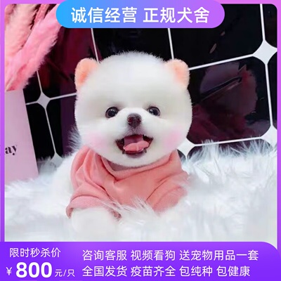 出售博美博美幼犬博美幼犬