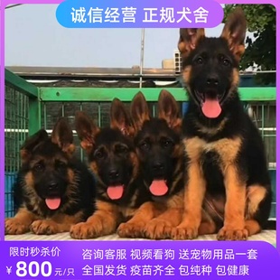 纯种大型德牧犬马犬德国牧羊犬幼犬活体出售弓背黑背警犬宠物狗狗