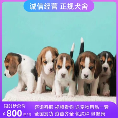 宠物狗小型犬比格犬纯种比格幼犬