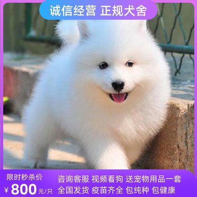 纯种萨摩耶幼犬活体微笑天使白色