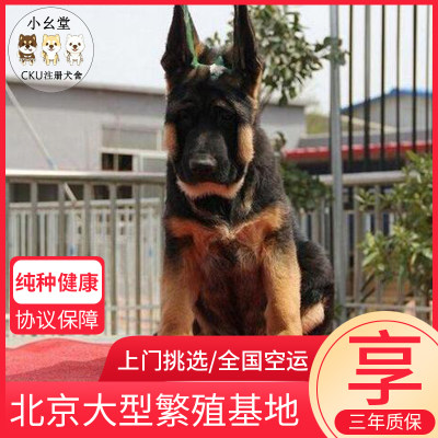 德牧幼犬纯种德国牧羊犬黑背狼狗锤系弓背警犬赛系德牧种公配种