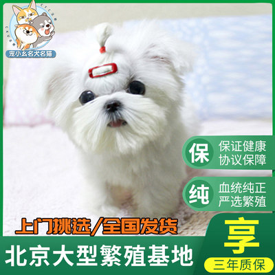 马尔济斯幼犬 价格 图片 淘宝天猫马尔济斯幼犬优惠商品大全 低价排行榜 虎窝淘
