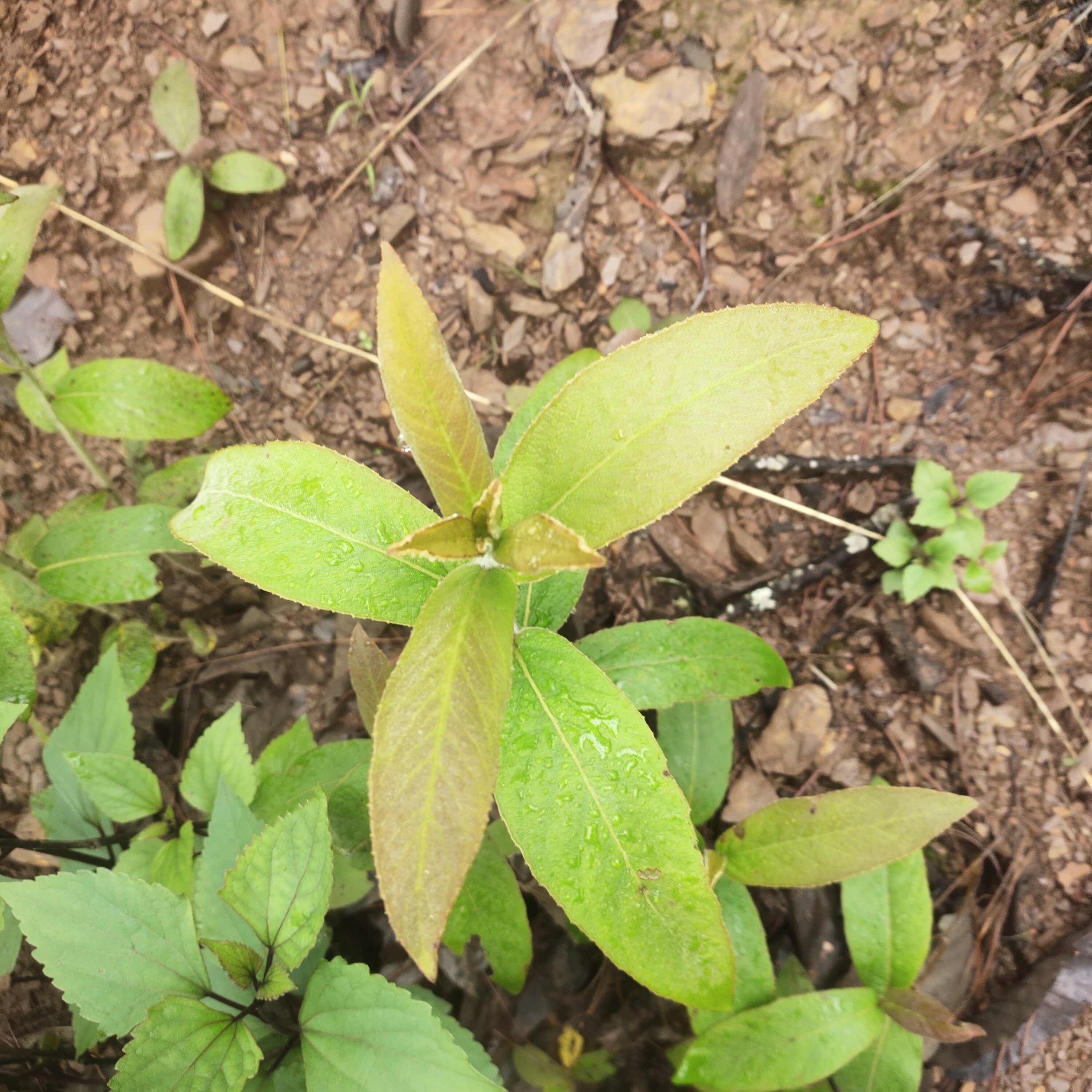 云南白面风根山白草羊耳菊白牛胆煲汤纯天然批发马甘蔗树中药材